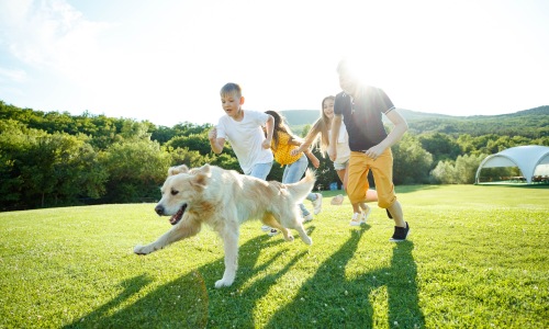 Pet-Friendly Homes for Rent in San Antonio, TX
