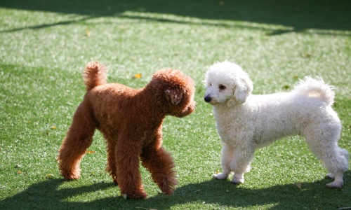 Pet-Friendly Amenities