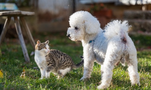 Pet Policy at Birdsong at Leon Springs Cover Image